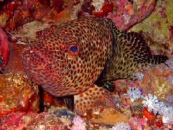 little rock grouper , just chillin on the reef. taken at ... by Matt Andrew 